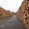 A selection of wooden stumps in the countryside